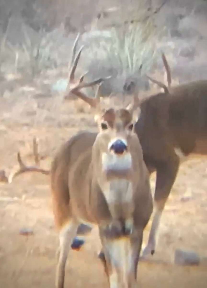Rates Central Texas Whitetail Buck